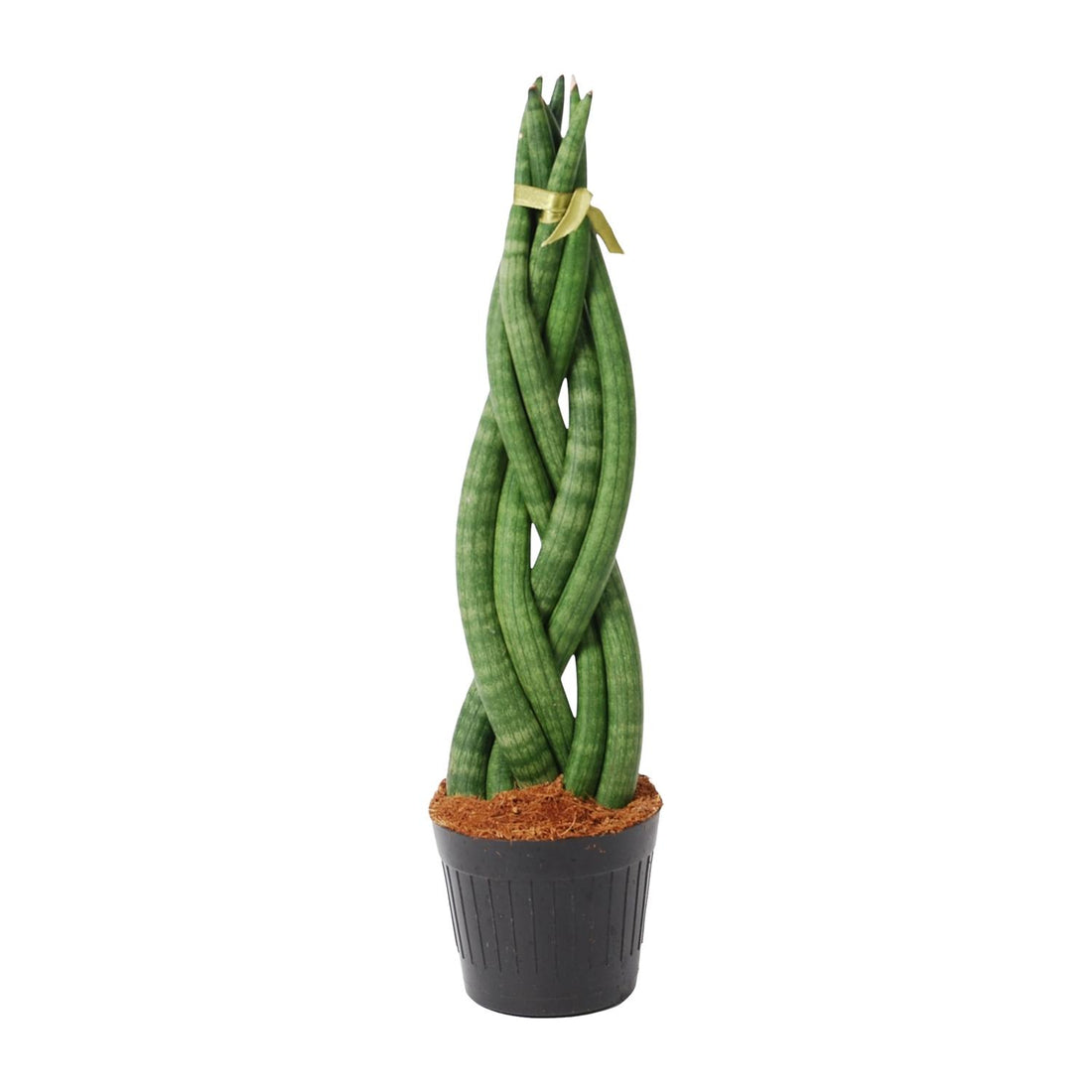 Sansevieria cylindrica ‘Twist’ – 40 cm Spiralen‑Bogenhanf