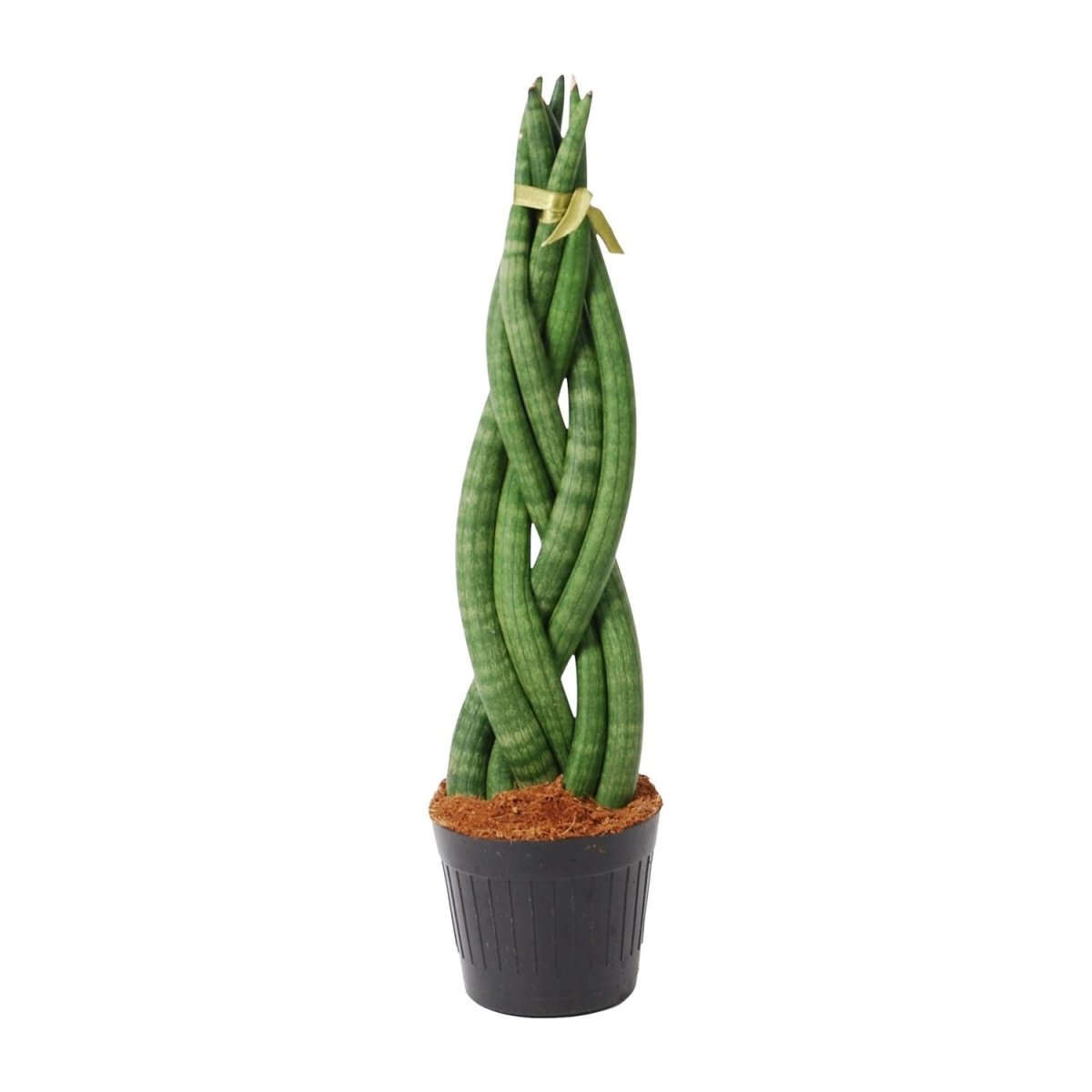 Sansevieria cylindrica ‘Twist’ – 40 cm Spiralen‑Bogenhanf - Wurzelwerk Design
