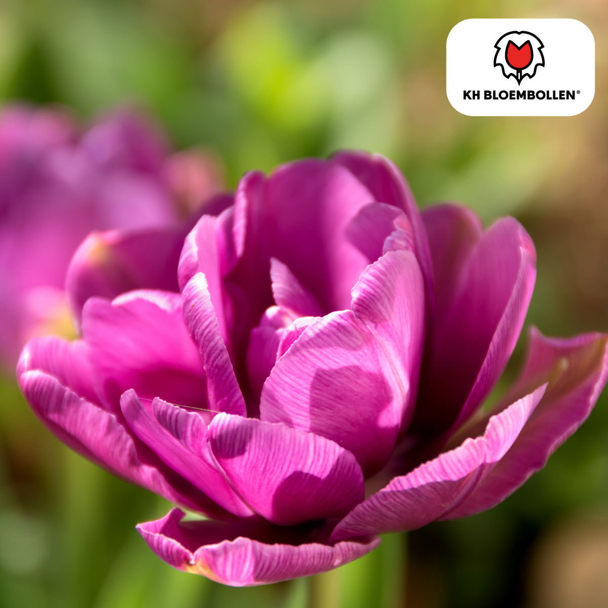 Double Flag Tulpen – 20 Zwiebeln | Gefüllte violette Blüten - Wurzelwerk Design
