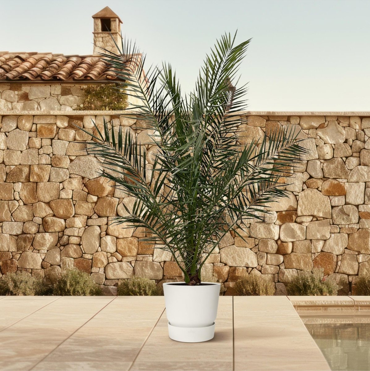 Kanarische Dattelpalme – Phoenix canariensis – Mediterrane Kübel - &amp; Gartenpflanze – Immergrün - Wurzelwerk Design
