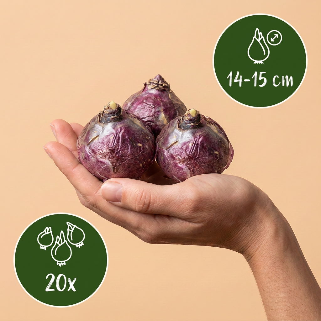 Hyazinthen-Mischung Pastell – Hyacinthus orientalis online kaufen | 20 bis 80 Blumenzwiebeln, zarte Töne &amp; duftend – Wurzelwerk Design