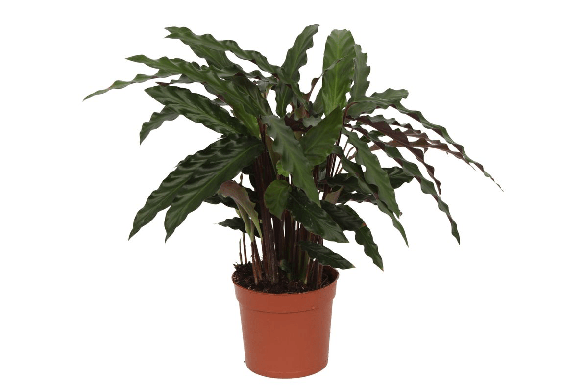 Calathea Elgergrass 35 cm | Korbmarante im Ø12 cm Topf – Immergrün &amp; Haustierfreundlich - Wurzelwerk Design