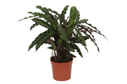 Calathea Elgergrass 35 cm | Korbmarante im Ø12 cm Topf – Immergrün &amp; Haustierfreundlich