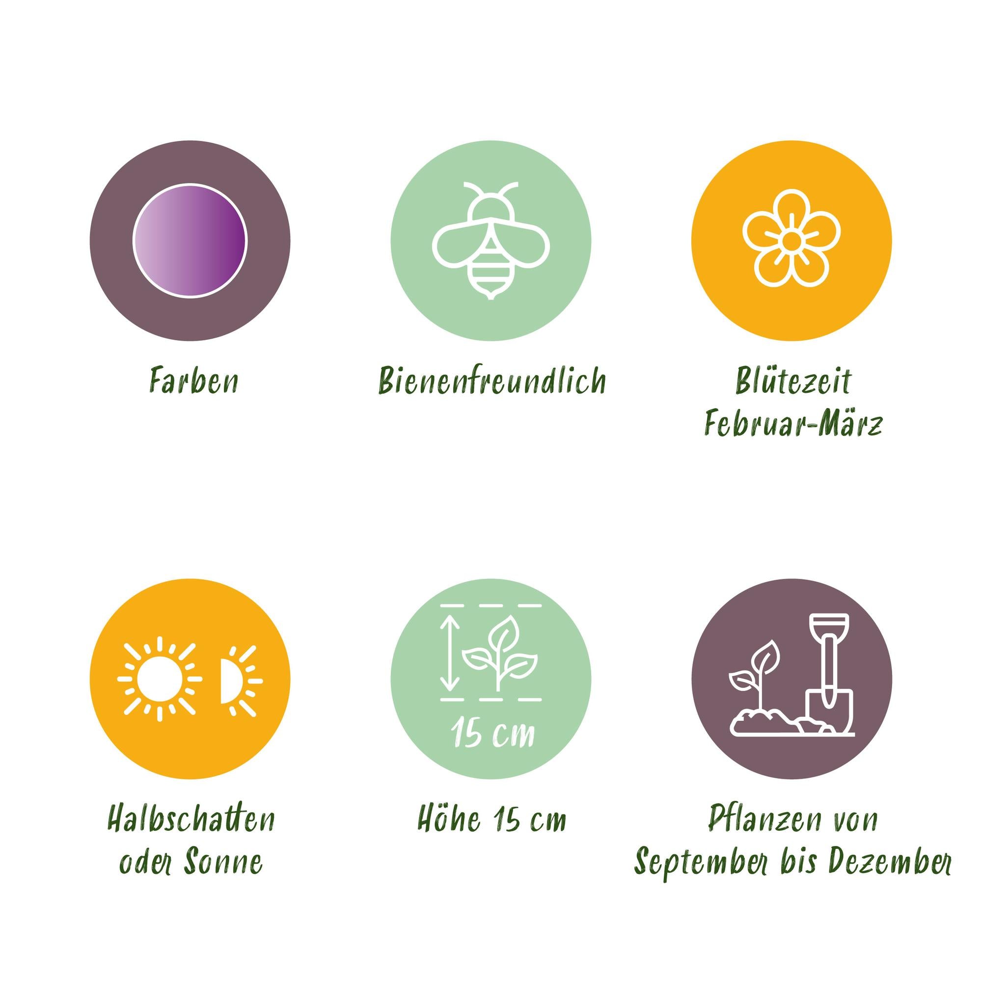 Blumenzwiebeln Crocus Ruby Giant | 50 Stück Lila – Zwiebelgröße 5/6 – XXL Pack