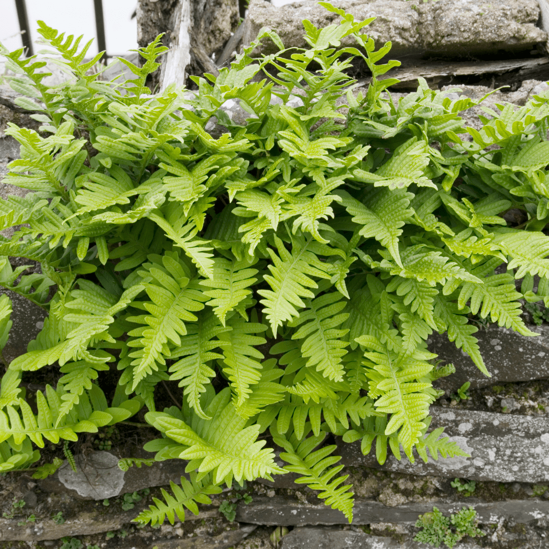 Sechs Polypodium vulgare Farnen in Töpfen, 10-25cm hoch, Durchmesser 9cm, Everspring Marke, für Garten und Balkon.