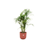 Kentia Palme 130 cm – Elegante Zimmerpalme im Topf - Wurzelwerk Design