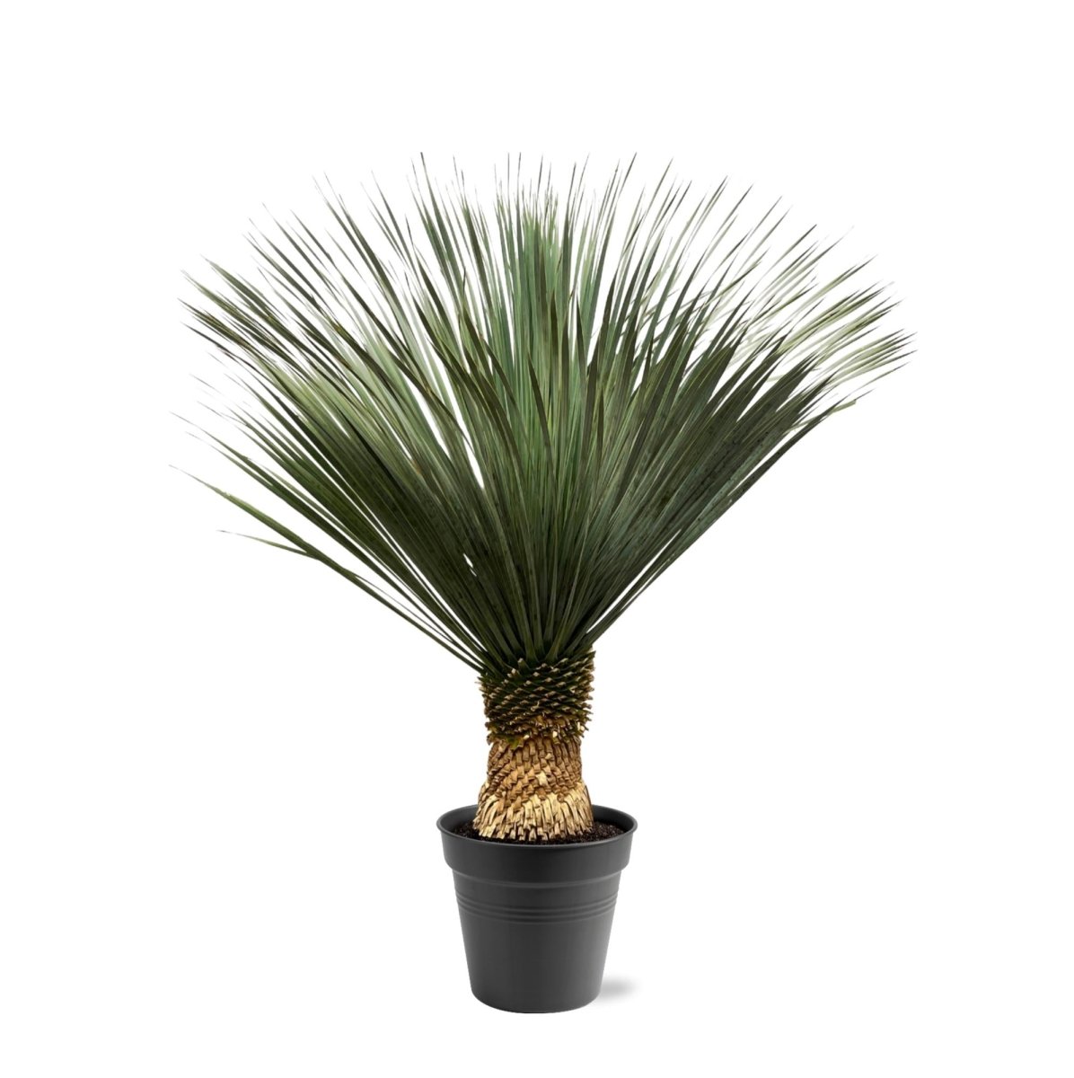 Yucca rostrata – Robuste Palmlilie für Garten &amp; Zuhause - Wurzelwerk Design