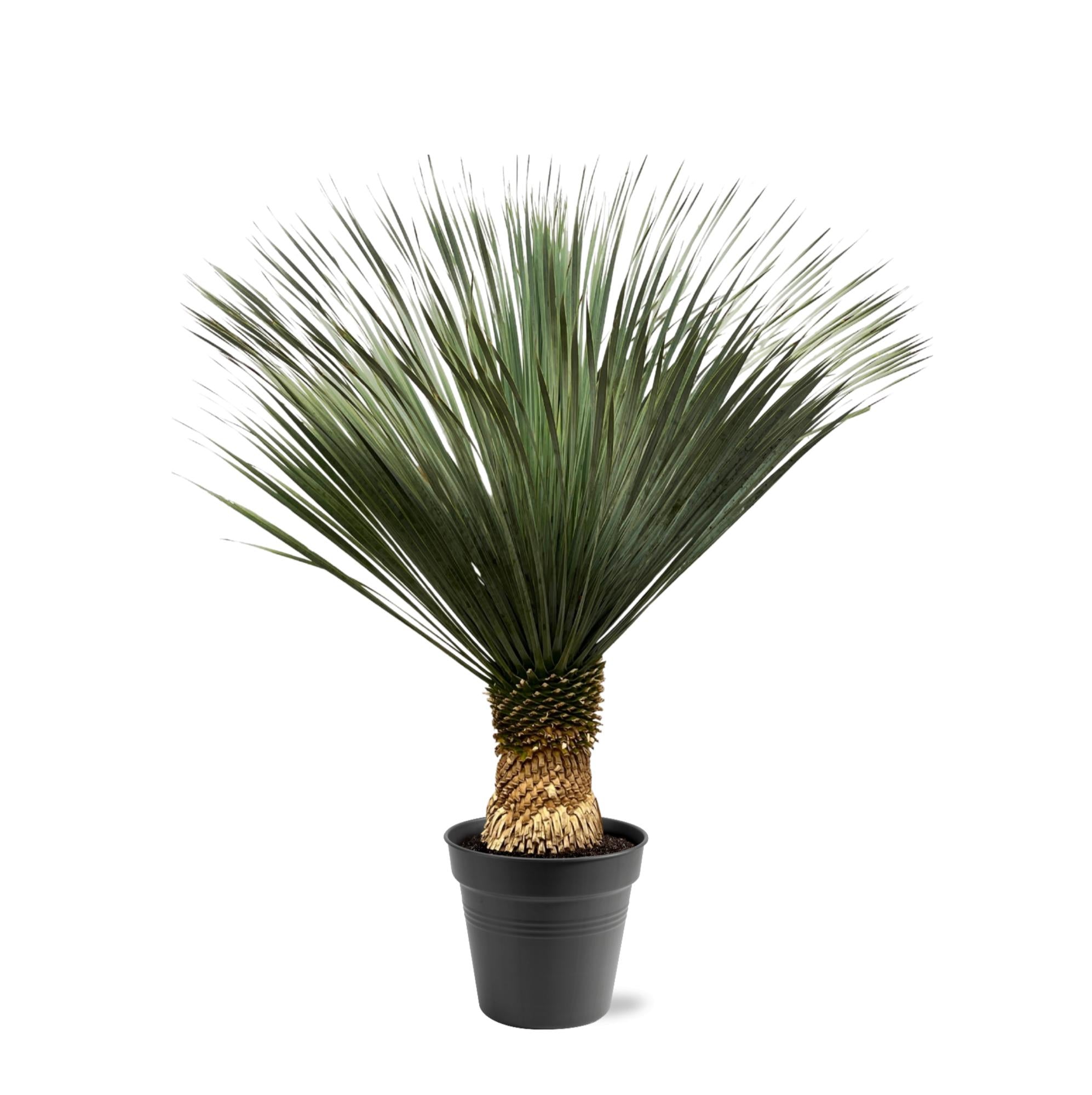 Yucca rostrata Pflanze von Everspring, robuste Palmlilie mit langen, silbrigen Blättern für Garten und Zuhause, Nahaufnahme