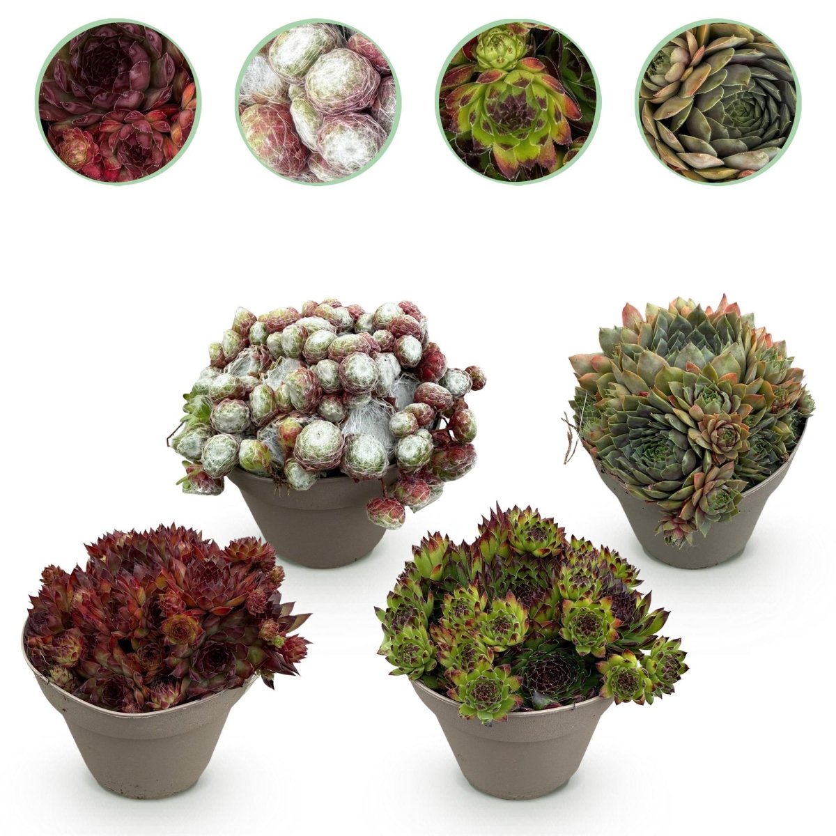 Bodendecker Sempervivum Big Sam | 4 winterharte Pflanzen – Verschiedene Farben – Pflegeleicht - Wurzelwerk Design