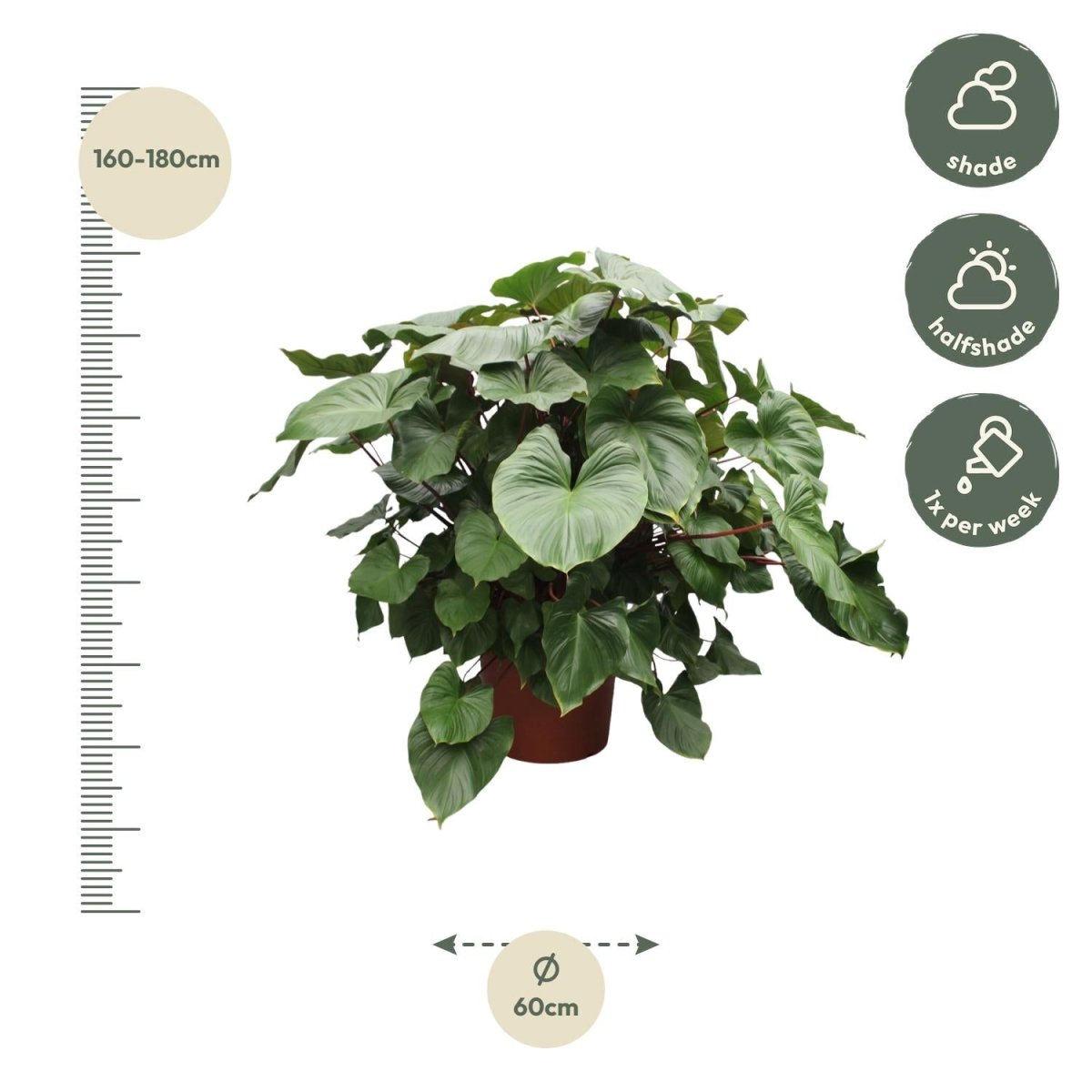 Homalomena Rubescens Maggy - 170 cm - Ø 60 cm - Wurzelwerk Design