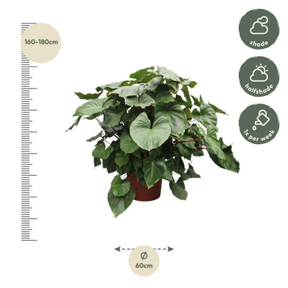 Homalomena Rubescens Maggy - 170 cm - Ø 60 cm - Wurzelwerk Design