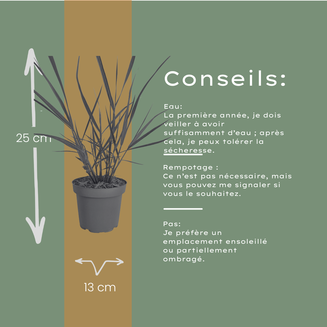 Ziergras Rotstrahlbusch kaufen | 3× Panicum virgatum, Ø 12 cm