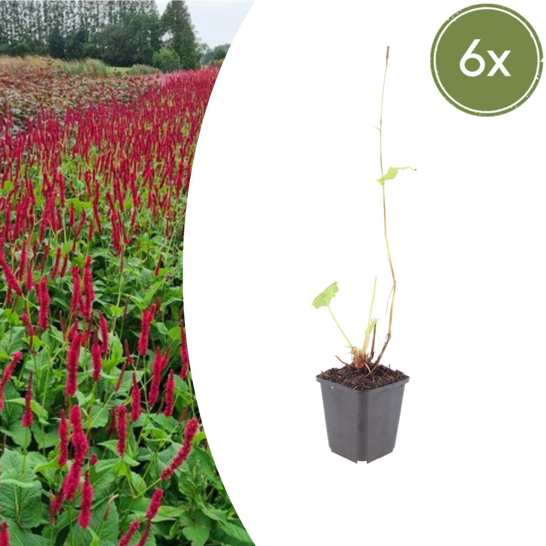 6x Persicaria a. &