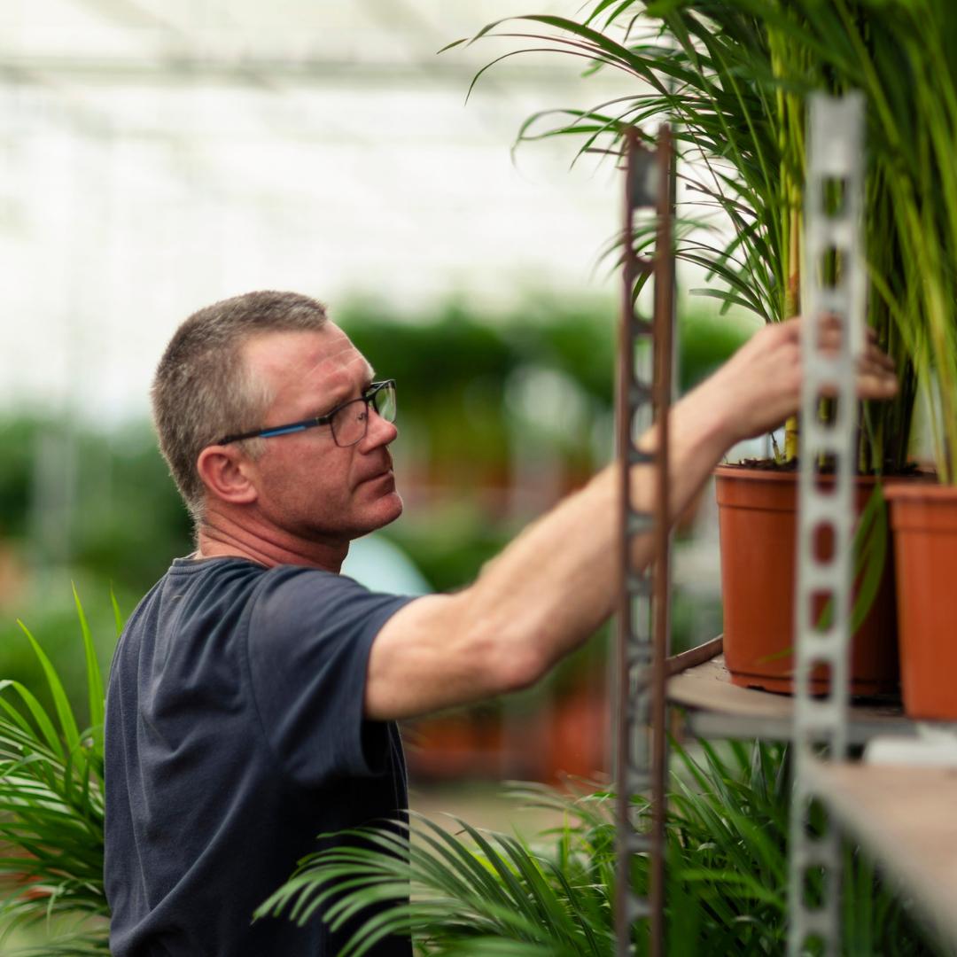Yucca mit Übertopf kaufen | ca. 100 cm, Ø 21 cm