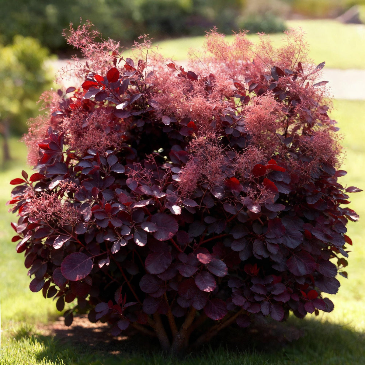 GrünboutiQ Cotinus coggyria Lilla Gartenpflanze, laubabwerfend, lila Blätter, 12cm Topf, ca. 35cm hoch, wenig Pflege von Everspring