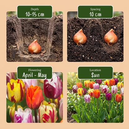 Tulpen-Mischung Flaming Beauty – Tulipa online kaufen | 30 bis 120 Blumenzwiebeln, geflammt &amp; kontrastreich – Wurzelwerk Design