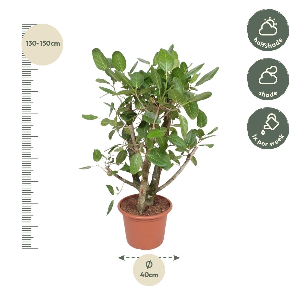 Ficus Benghalensis verzweigt 140 - 200cm – Exotische Zimmerpflanze - Wurzelwerk Design
