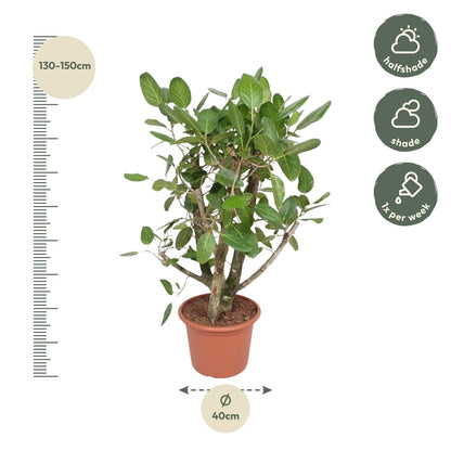 Ficus Benghalensis verzweigt 140 - 200cm – Exotische Zimmerpflanze