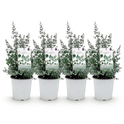 Terrassenpflanze - Eukalyptusbaum - Eucalyptus gunni - Grau - 4 Pflanzen - Winterhart - Topf 17cm Höhe 40cm - Wurzelwerk Design