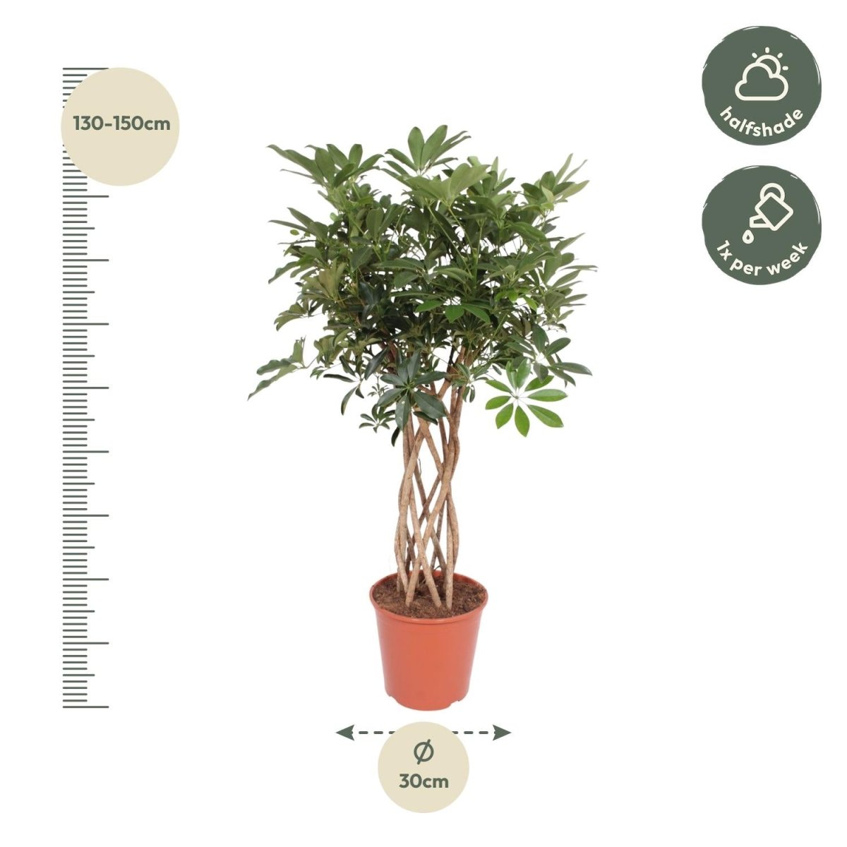 Schefflera arboricola Compacta | Strahlenaralie mit geflochtenem Stamm – Verschiedene Größen - Wurzelwerk Design