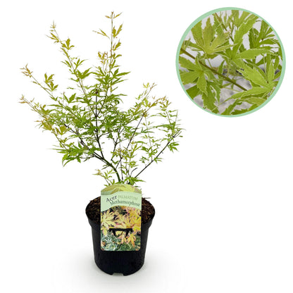 Japanischer Ahorn Methamorphosa in grün, laubabwerfende Pflanze im 19cm Topf, ca. 70cm hoch, von Everspring.