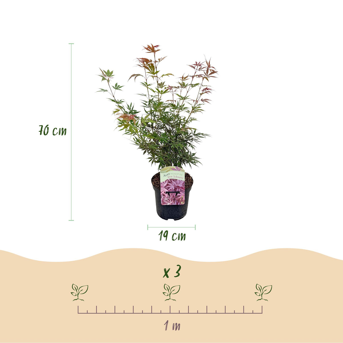 Japanischer Ahorn Jerre Swarts, dunkelrotes Laub, in 19cm Topf, ca. 70cm hoch, laubabwerfend, Everspring Pflanze