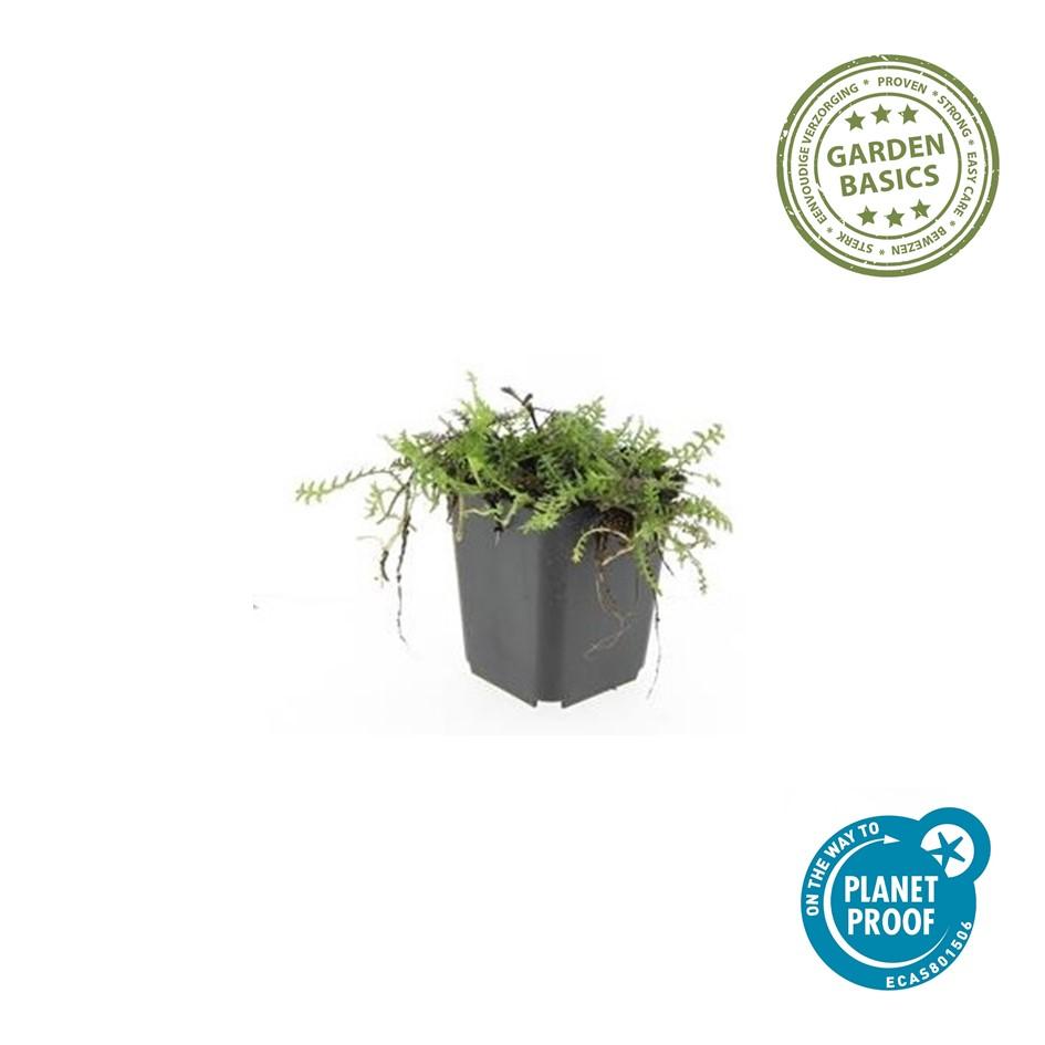 Leptinella squalida – 24 Pflanzen Ø 9 cm – Rasenteppichpflanze &amp; Bodendecker mit filigranem Laub