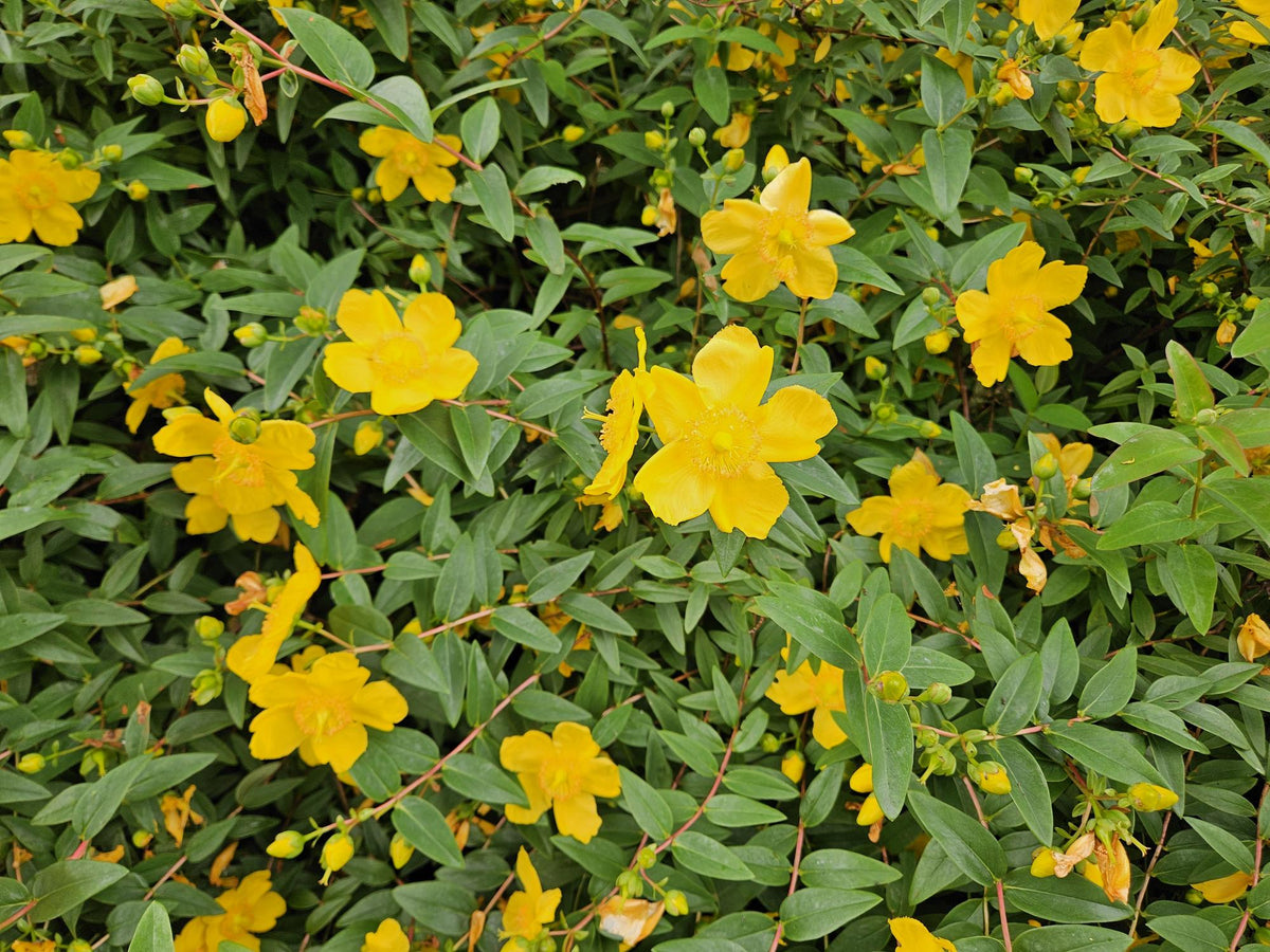 Sechs Hypericum dummeri &