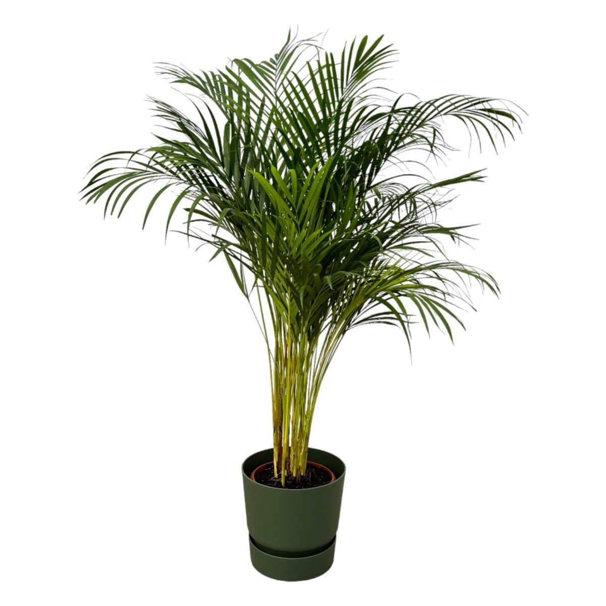 Areca - Palme 110cm mit Topf – Goldfruchtpalme für gesunde Raumluft - Wurzelwerk Design