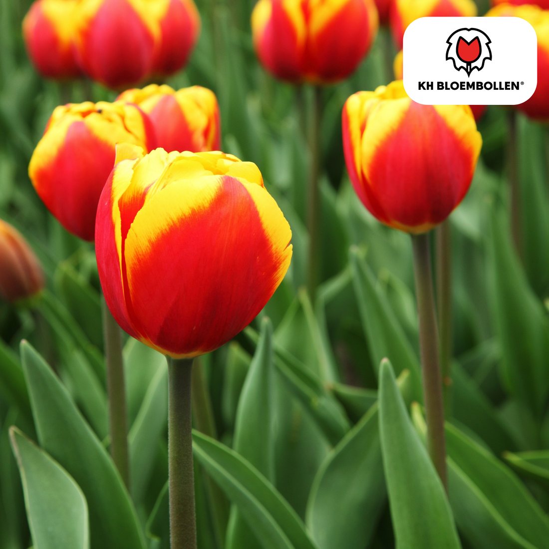 Everspring Tulpenzwiebeln Dow Jones, 20er-Pack, kräftig roter Farbton, frische Zwiebeln für Gartenblumen, Pflanzmaterial