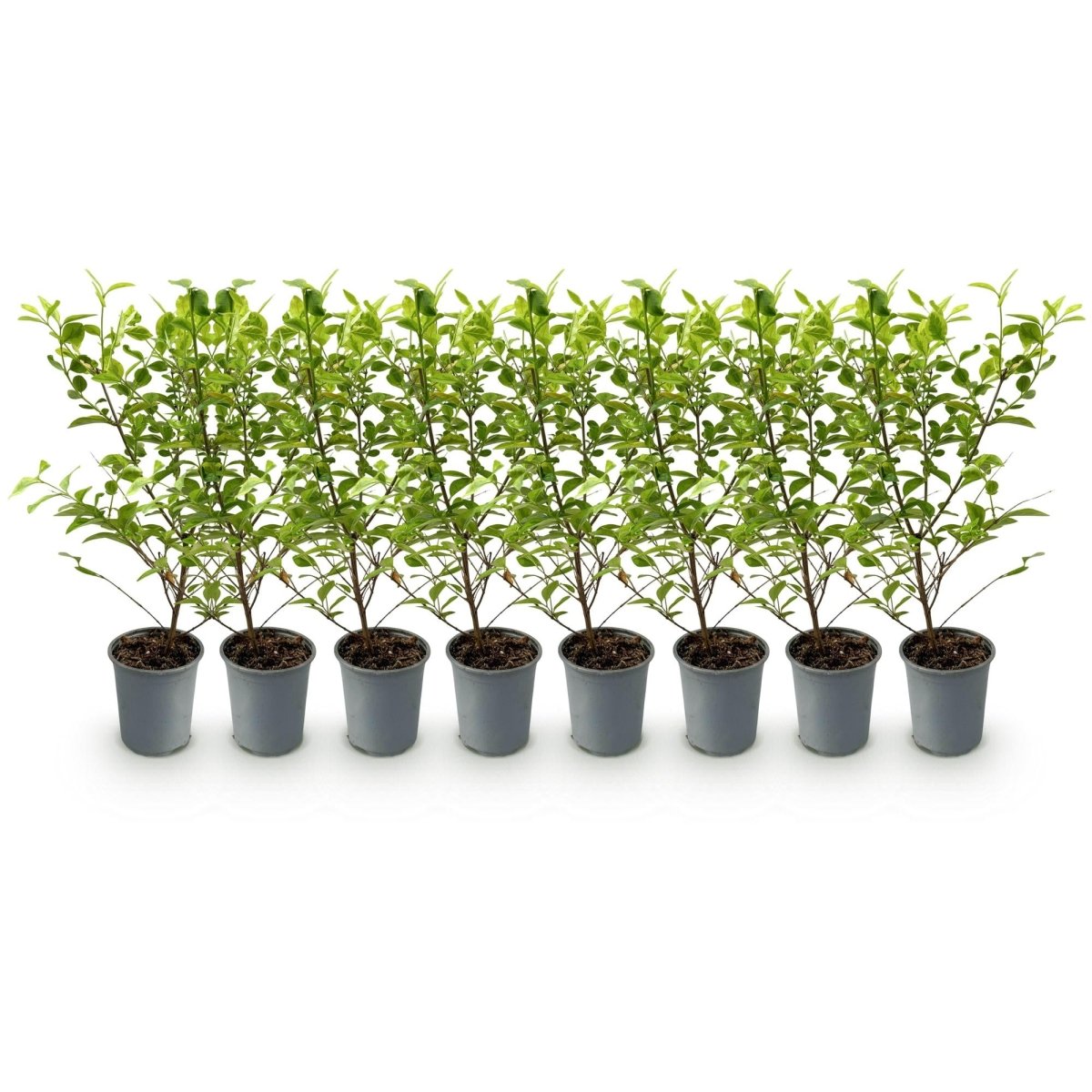 Ligustrum &