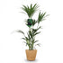 Everspring Kentia-Palme Howea Forsteriana, 120-130cm hoch, im Korb oder Topf, elegante Zimmerpflanze, Nahaufnahme