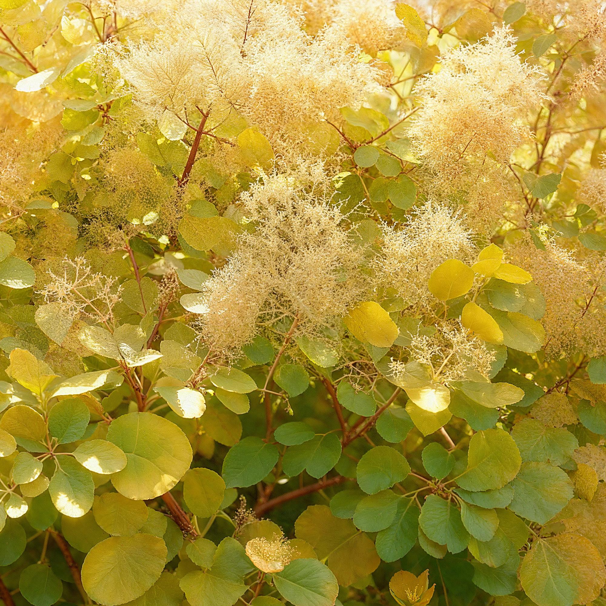 Gelber Perückenstrauch Cotinus coggygria ‘Golden Spirit’, Pflanze in Topf, gelbes Laub, ca. 35 cm hoch, Everspring.