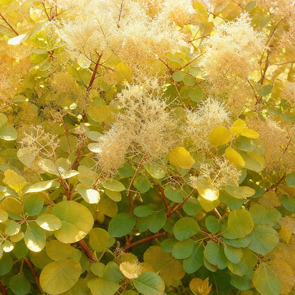 Gelber Perückenstrauch Cotinus coggygria ‘Golden Spirit’, Pflanze in Topf, gelbes Laub, ca. 35 cm hoch, Everspring.