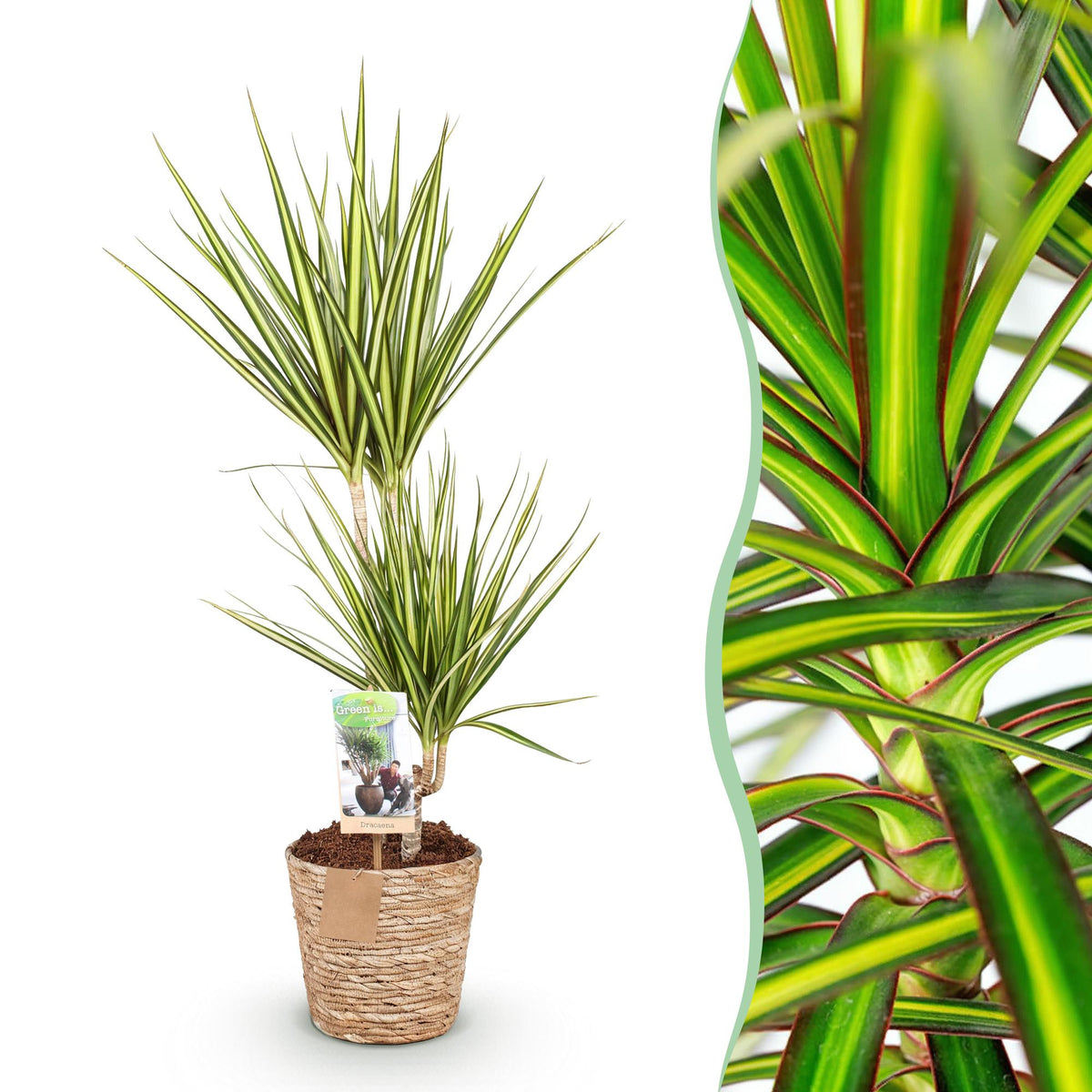 Everspring Dracaena Sunray im Korb, lebendige Zimmerpflanze mit langen grünen Blättern in verschiedenen Größen.