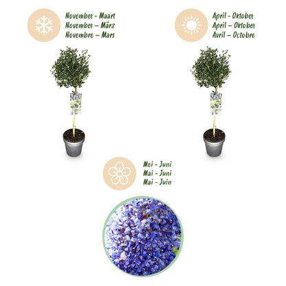 Säckelblume Victoria Stämmchen – Ceanothus impressus online kaufen | Blaue Blüte, Immergrün &amp; Bienenfreundlich – Wurzelwerk Design