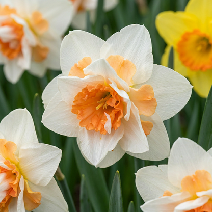 Gefüllte Narzisse Replete – Narcissus online kaufen | 20 bis 80 Blumenzwiebeln, weiß-apricot &amp; gefüllt – Wurzelwerk Design