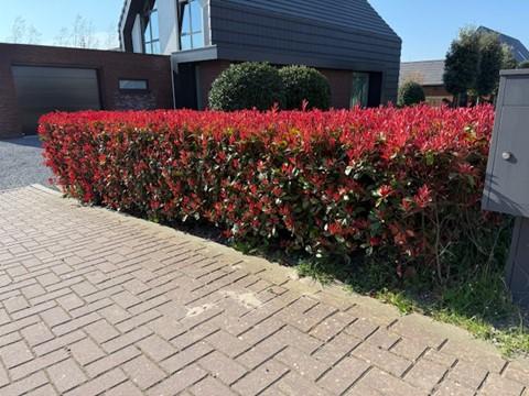 GreenboutiQ Photinia fraseri Carre Rouge Heckenpflanze, immergrün, rot-grünes Blatt, 8 Pflanzen im 1-Meter-Topf, Everspring