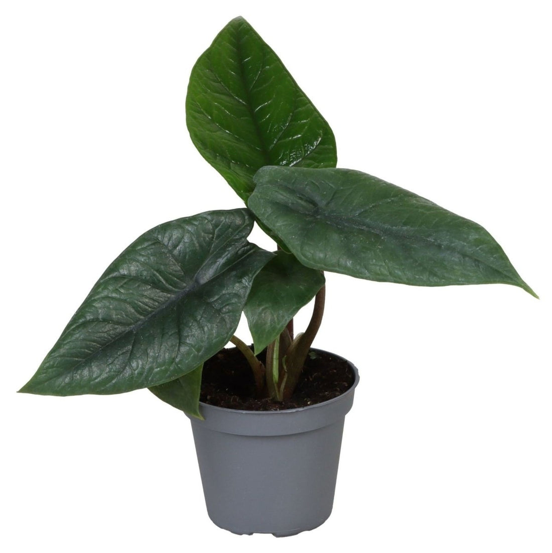 Alocasia scalprum kaufen – Babypflanze | grau-grüne, schmale Blätter, Ø 6 cm, Höhe 15 cm - Wurzelwerk Design