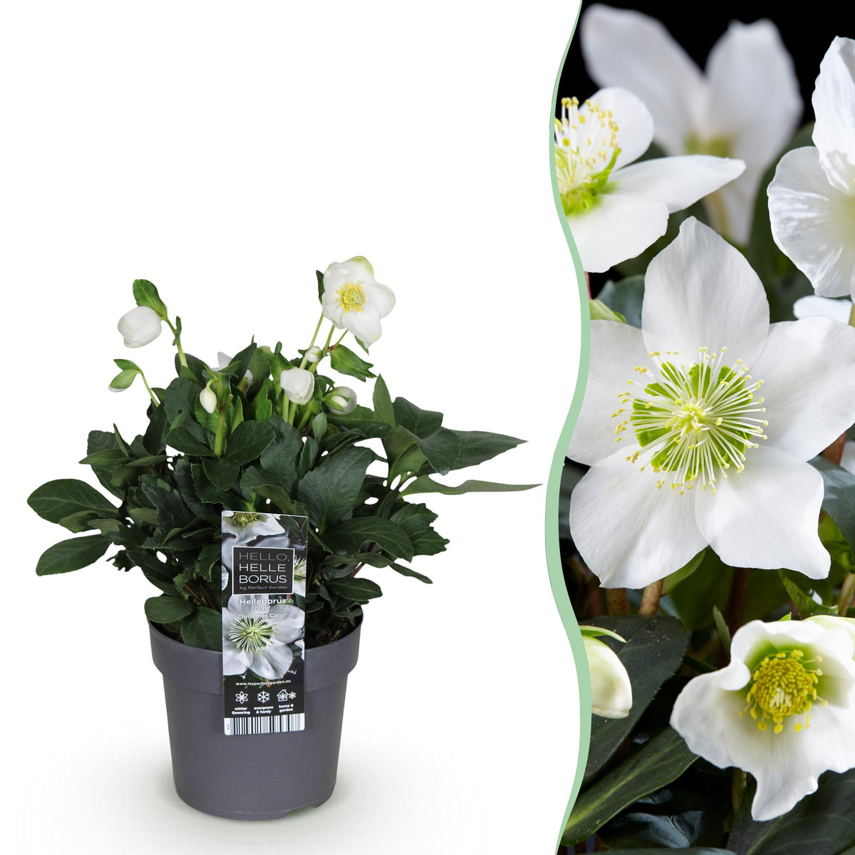 Christrose &