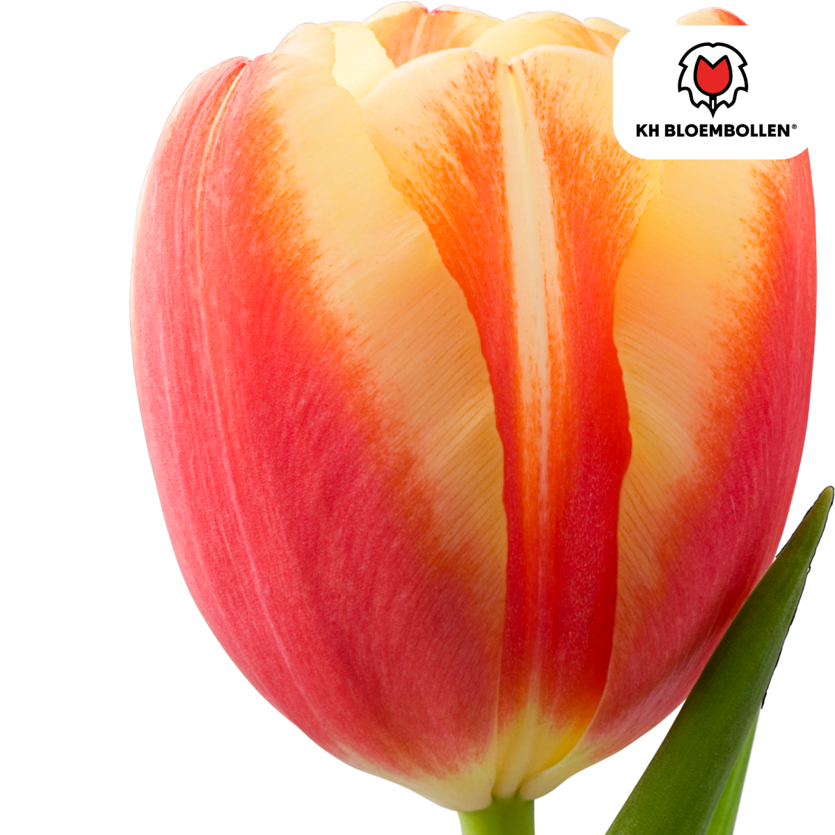 Gefüllte feurig-orange Tulpenzwiebeln von Everspring, 20er-Pack, für bunte Frühlingsblumen im Garten.