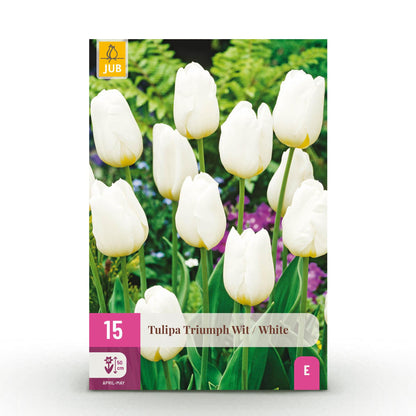 Everspring Blumenzwiebeln Tulp Triumph White, weiße langlebige Zwiebeln, 15 Stück, Zwiebelgröße 11/12, XXL Pack, Pflanzendetails sichtbar