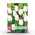 Everspring Blumenzwiebeln Tulp Triumph White, weiße langlebige Zwiebeln, 15 Stück, Zwiebelgröße 11/12, XXL Pack, Pflanzendetails sichtbar