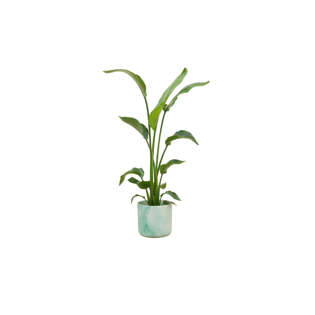 Strelitzia Nicolai 120cm mit Topf – Weißer Paradiesvogel für Ihr Zuhause - Wurzelwerk Design