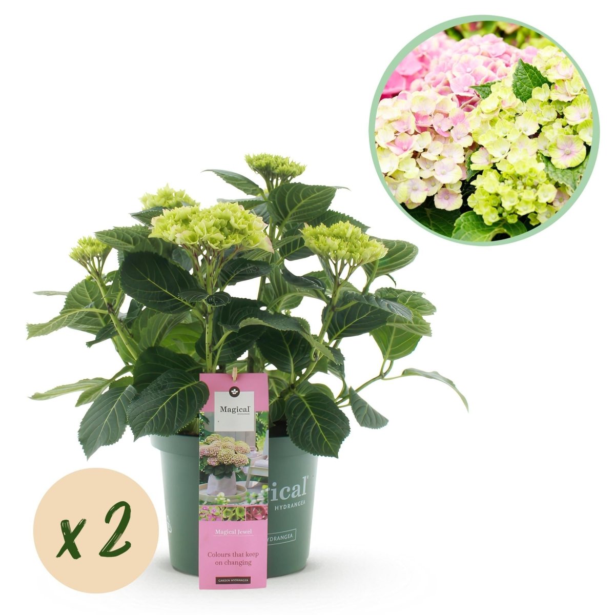 Balkon - Hortensie Magical Jewel Pink – 2 Pflanzen – 6–10 Blüten – Ø23 cm Topf – Höhe ca. 55 cm - Wurzelwerk Design