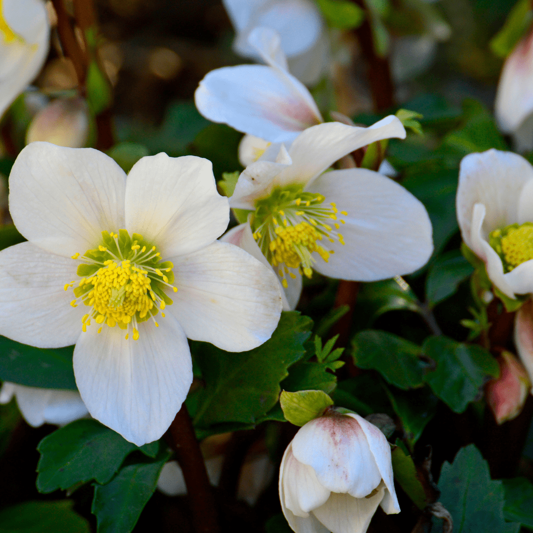 Sechs Helleborus orientalis Pflanzen, Höhe 10-25 cm, Durchmesser 9 cm, mit grünen Blättern und Blüten, von Everspring.