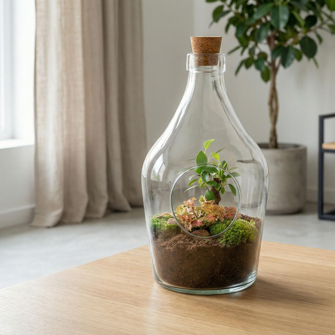 Open terrarium John - Bonsai &amp; Ruby Lime  ↑ 30 cm