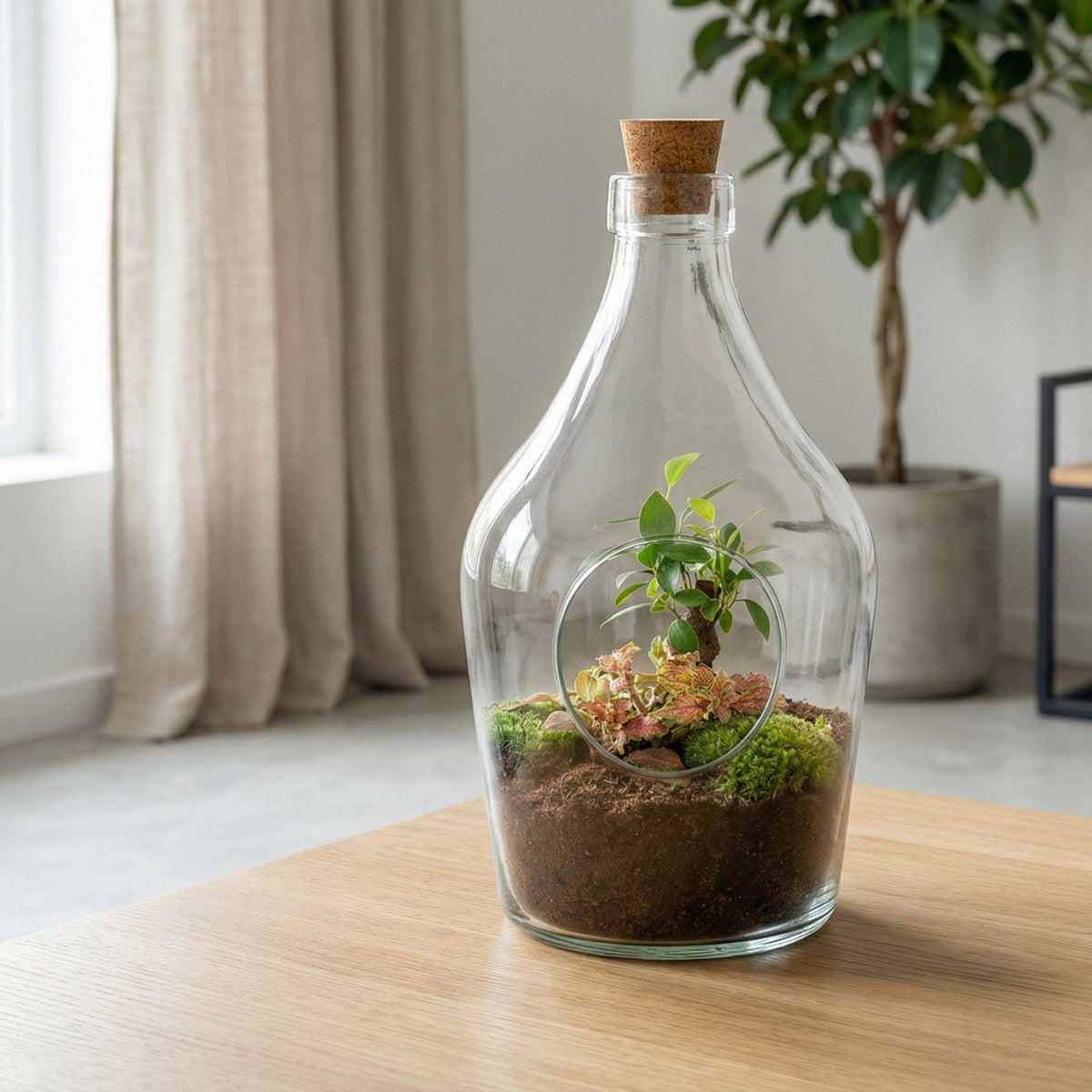 Everspring Open Terrarium John mit Bonsai und Ruby Lime, 30 cm hoch, stilvolles Standard-Design, ideal für Pflanzenpräsentation