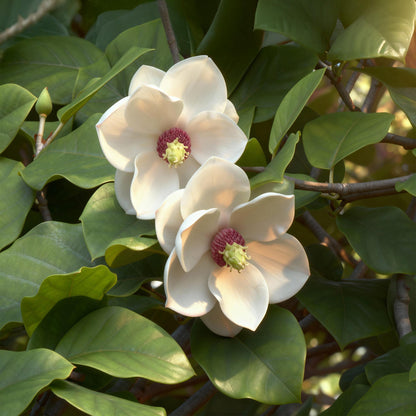 Everspring Magnolia sieboldii Pflanze, 30 cm hoch, mit weißen und roten Blüten im Topf, 12 cm Durchmesser, Nahaufnahme