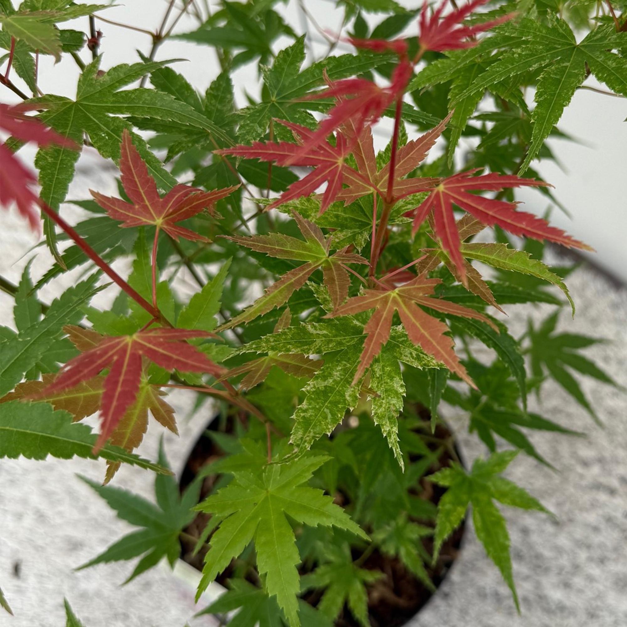 Zwei japanische Ahornbäume Acer palmatum Phoenix mit rosa Laub in Töpfen, Höhe ca. 70 cm, laubabwerfend, 19 cm Topf.